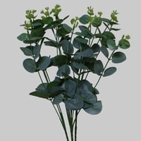 بنش يوكاليبتوس