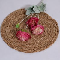 غصن بيوني فوشي