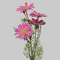 غصن ديزي وردي