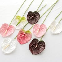 ورد الانثيريوم ابيض مخضر