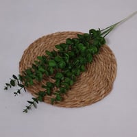 يوكاليبتوس اخضر غامق