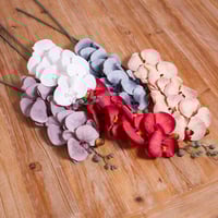 ورد اوركيد ازرق ثلجي