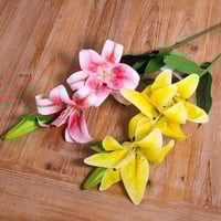 غضن ليليوم اصفر