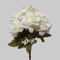 جوري مفتوح سكري