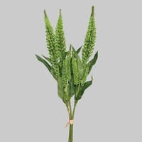 ورد اللافندر اخضر