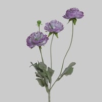 غصن بيوني موف