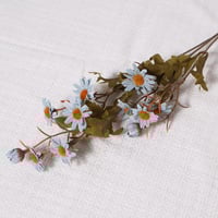 غصن زهور الاقحوان ازرق