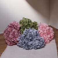 ورد الهيدرنجا وردي فاتح