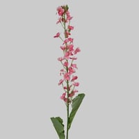 غصن لاركسبور وردي