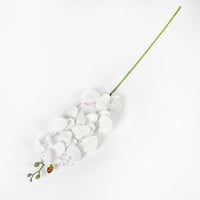 ورد اوركيد ابيض