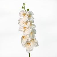 غصن اوركيد اوف وايت