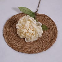 غصن بيوني كبير ابيض