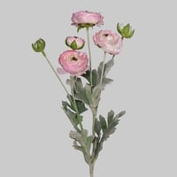 غصن الراننكيولوس وردي