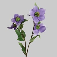 غصن بزهور موف