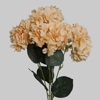 ورد الهيدرنجا اصفر