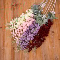 غصن الدلفينيوم اوف وايت