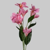 زهور الألستروميريا وردي