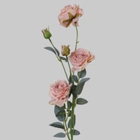 غصن روز لحمي