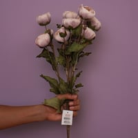 بنش بيوني موف