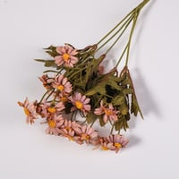 زهور الاقحوان ميني موف