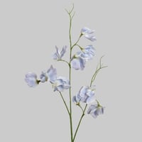 غصن البترفلاي ازرق فاتح