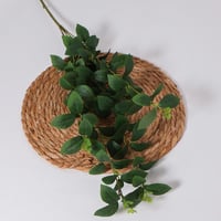 غصن خضار ورق الشجر