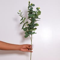 غصن يوكاليبتوس