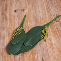 خضار الاوركيد 25 سم