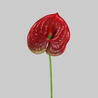 ورد الانثيريوم عودي