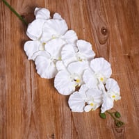 غصن اوركيد ابيض