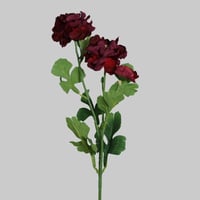 غصن الفاوانيا عودي