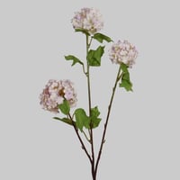 غصن هدرينجا موف