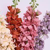 غصن الدلفينيوم برتقالي