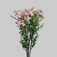 بنش الجلاديواس وردي فاتح