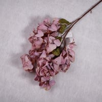 غصن ازاليا ليلك