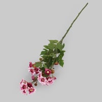 غصن الكريز موف