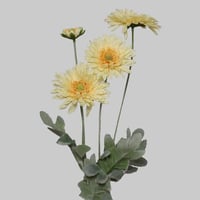 غصن الديزي اصفر