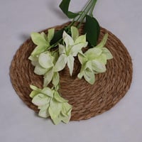 غصن الستروميريا اخضر