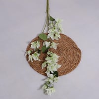 غصن الربيع ابيض