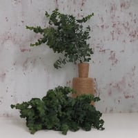 بنش يوكاليبتوس اخضر