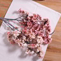 غصن شيري بلوسم وردي