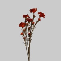 غصن قرنفل برتقالي