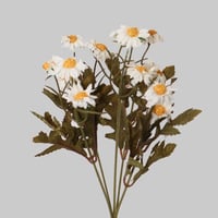 زهور الاقحوان ميني ابيض