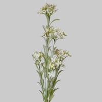 غصن زهور ابيض