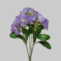 بنش هيدرنجا ازرق