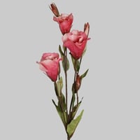 غصن ليزيانثس وردي