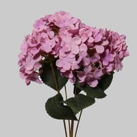 هيدرنجا موف فاتح