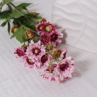 غصن الكريز موف