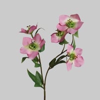 غصن بزهور وردي