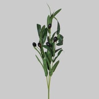 غصن الزيتون صغير